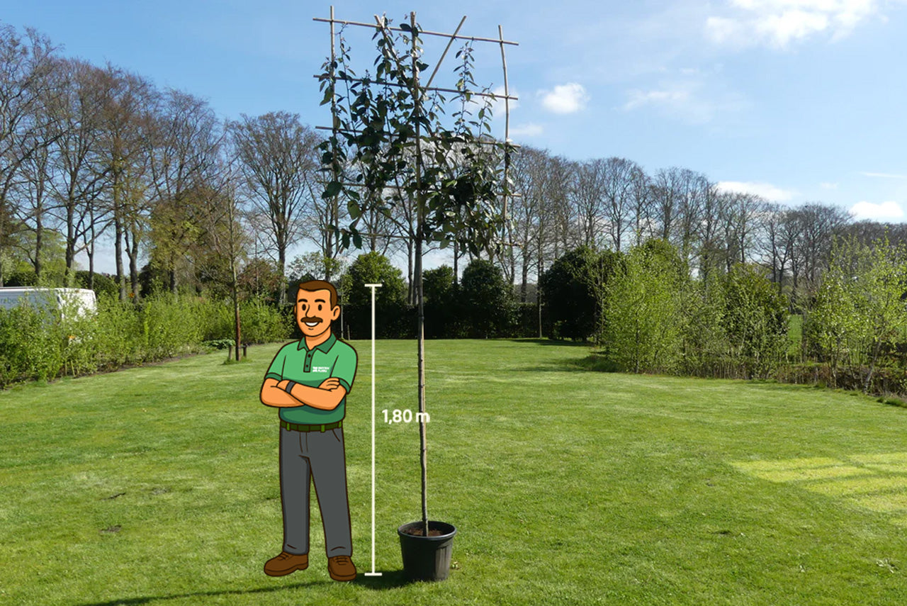 Olijfwilg leiboom | Elaeagnus ebbingei