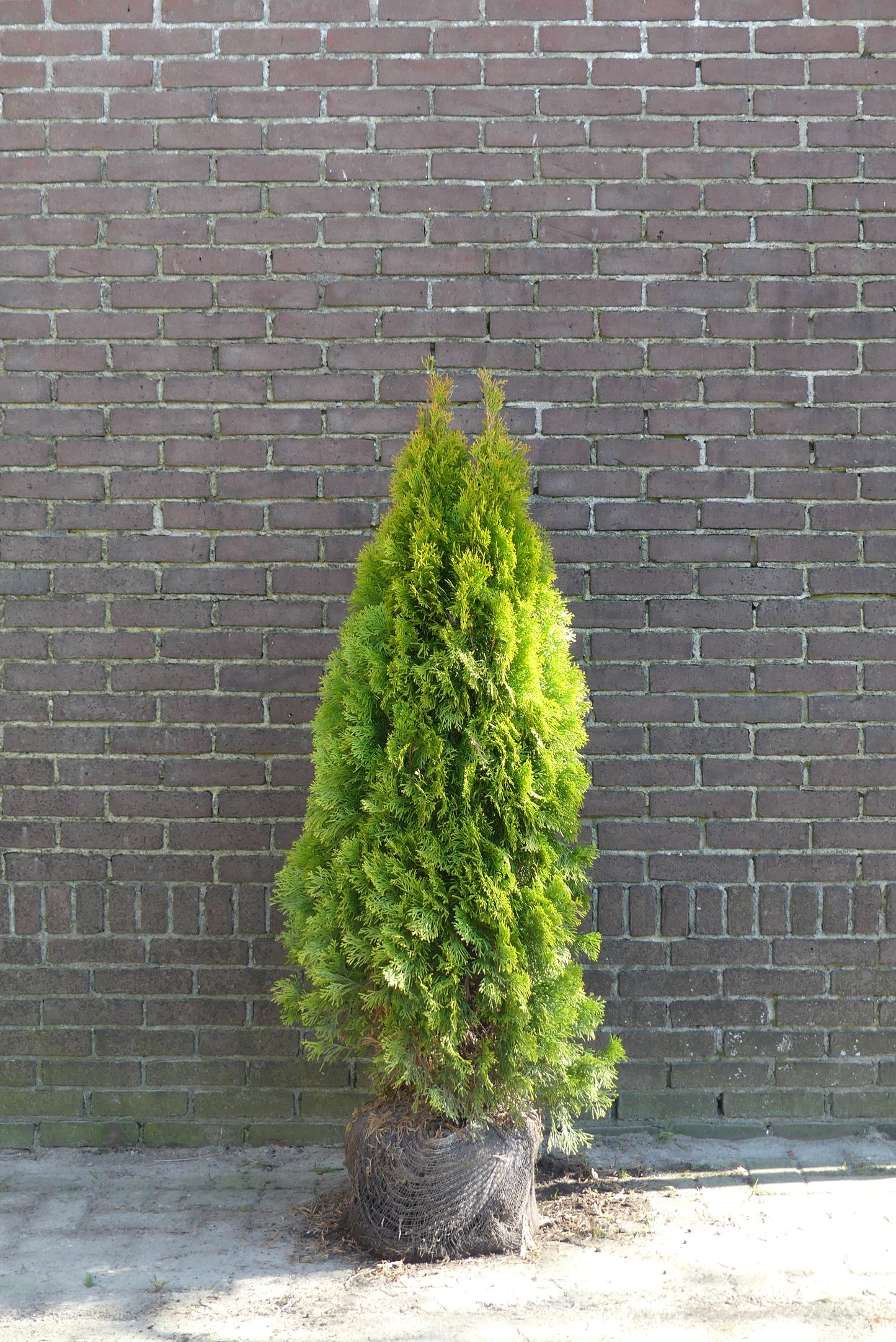 Levensboom | Thuja occidentalis 'Golden Smaragd'