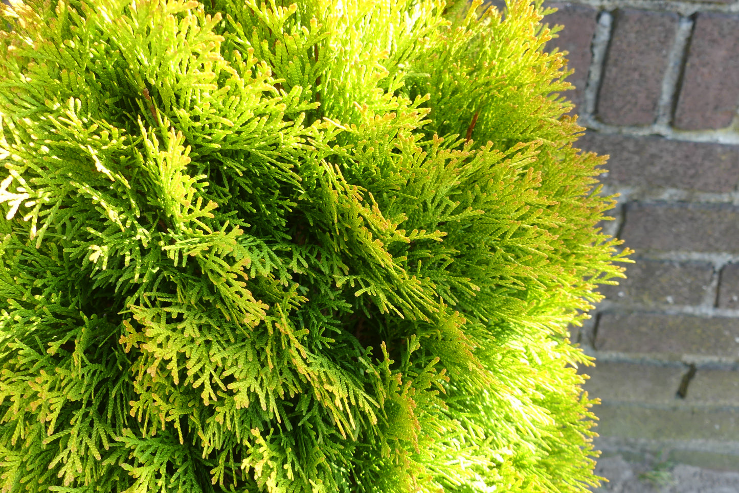 Levensboom | Thuja occidentalis 'Golden Smaragd'