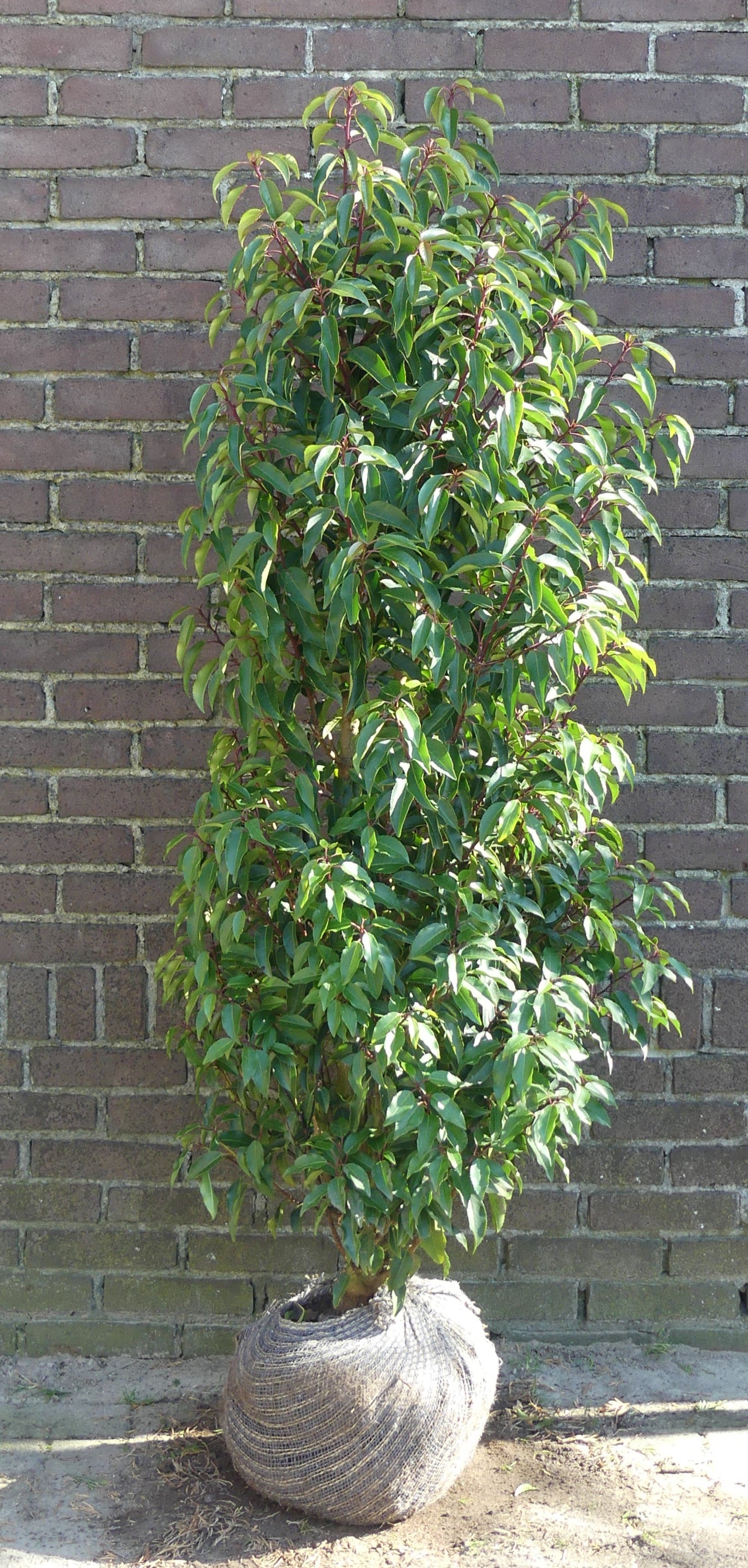 Portugese laurier | Prunus lusitanica 'Angustifolia'