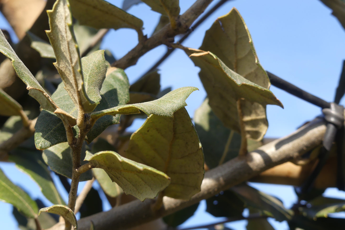 Steeneik leiboom | Quercus ilex