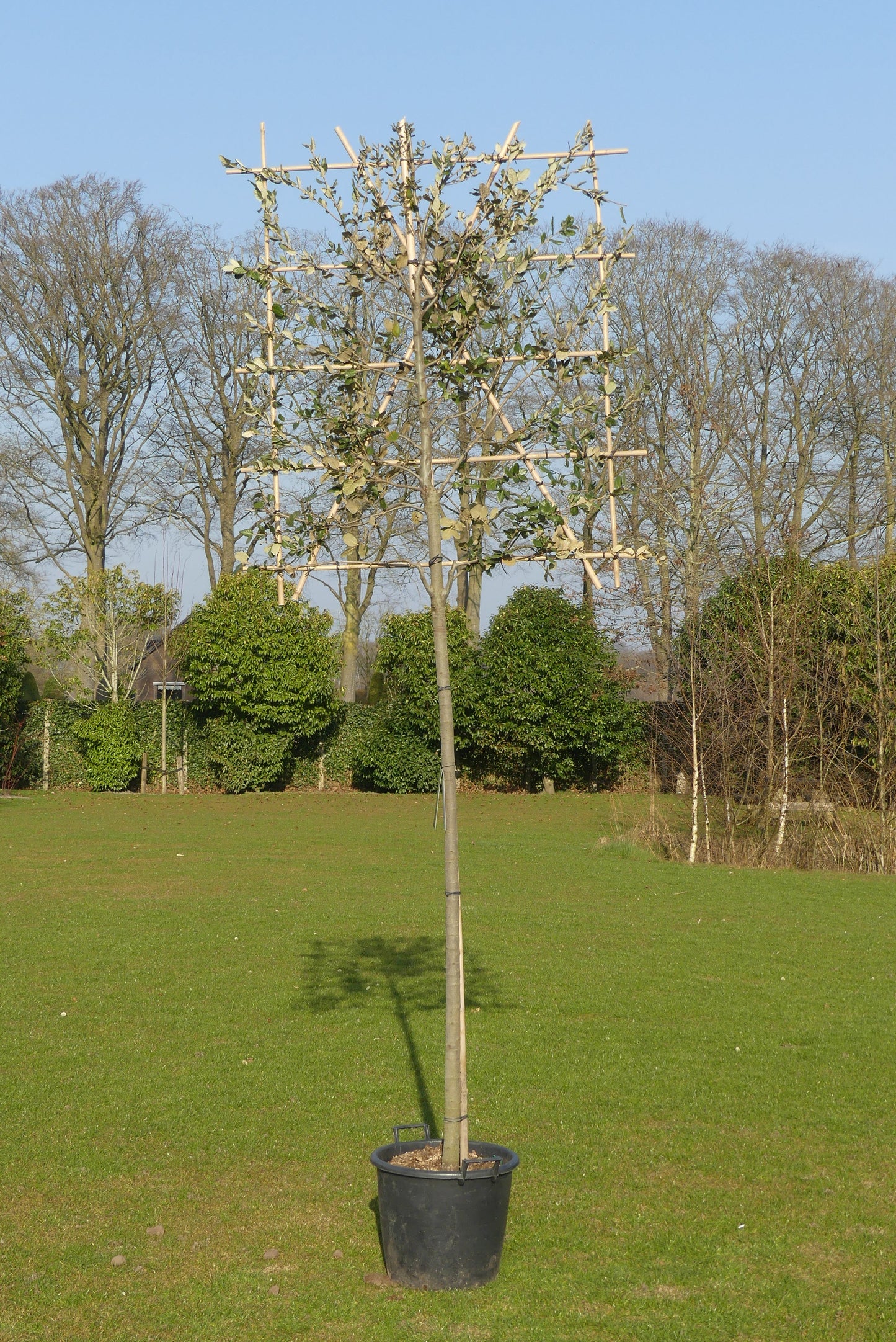 Steeneik leiboom | Quercus ilex