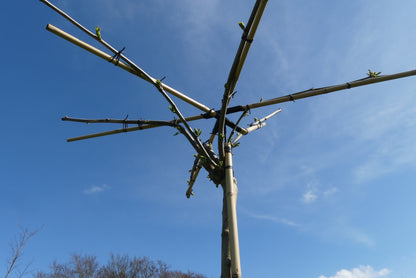 Dak moerbei | Morus alba fruitless