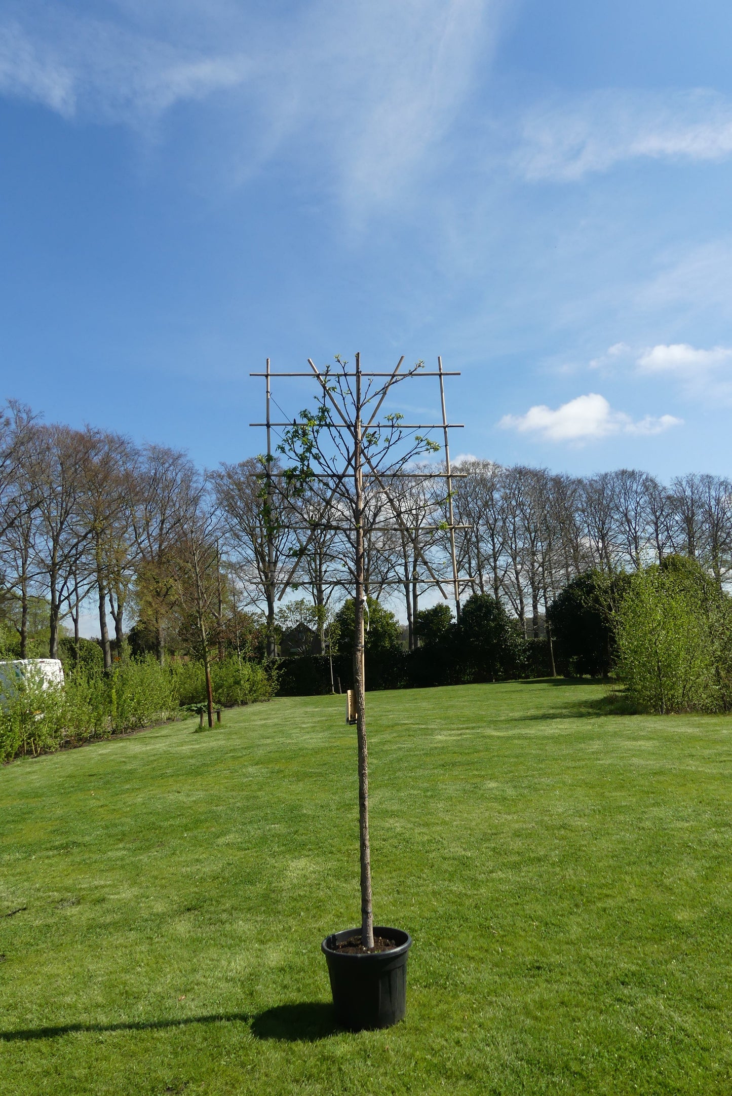 Lei amberboom | Liquidambar styraciflua