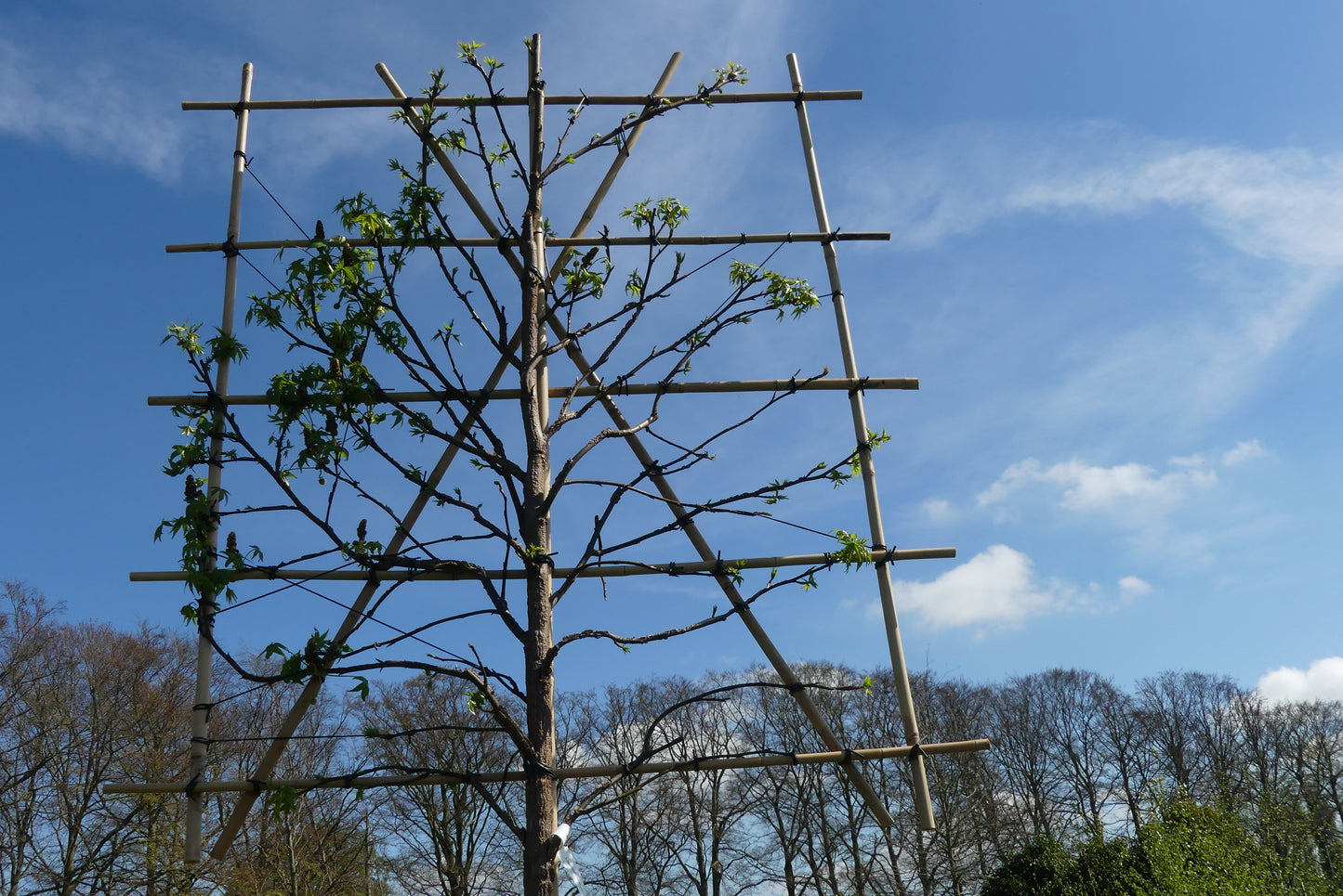 Lei amberboom | Liquidambar styraciflua