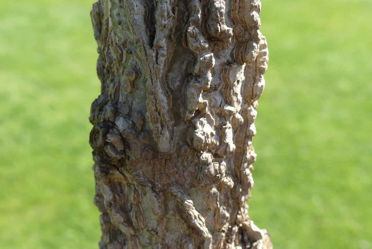 Lei amberboom | Liquidambar styraciflua