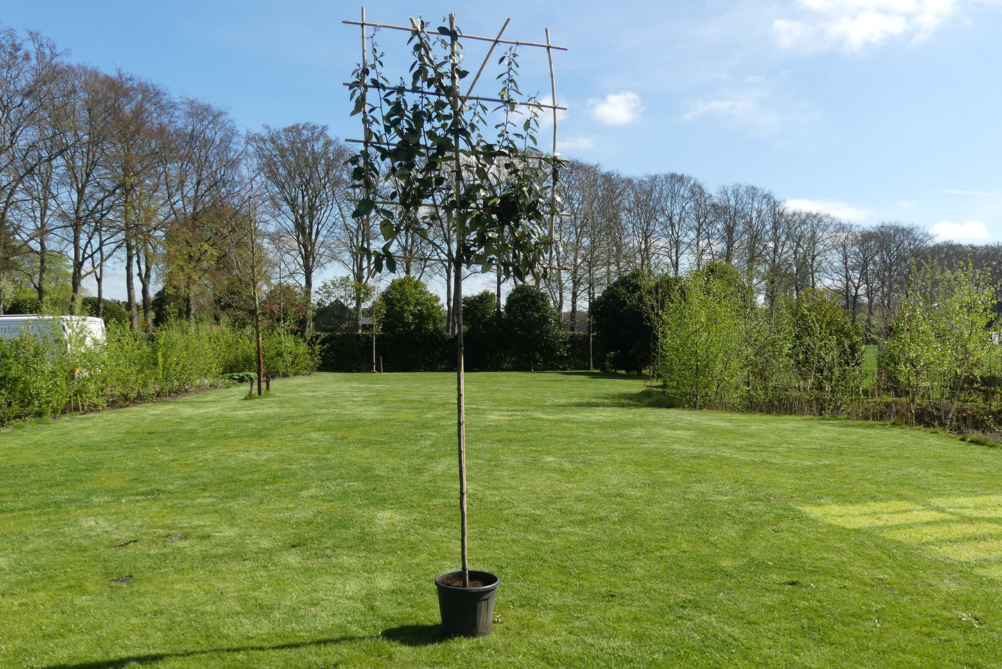Olijfwilg leiboom | Elaeagnus ebbingei