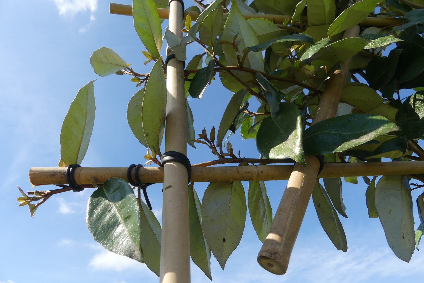 Olijfwilg leiboom | Elaeagnus ebbingei