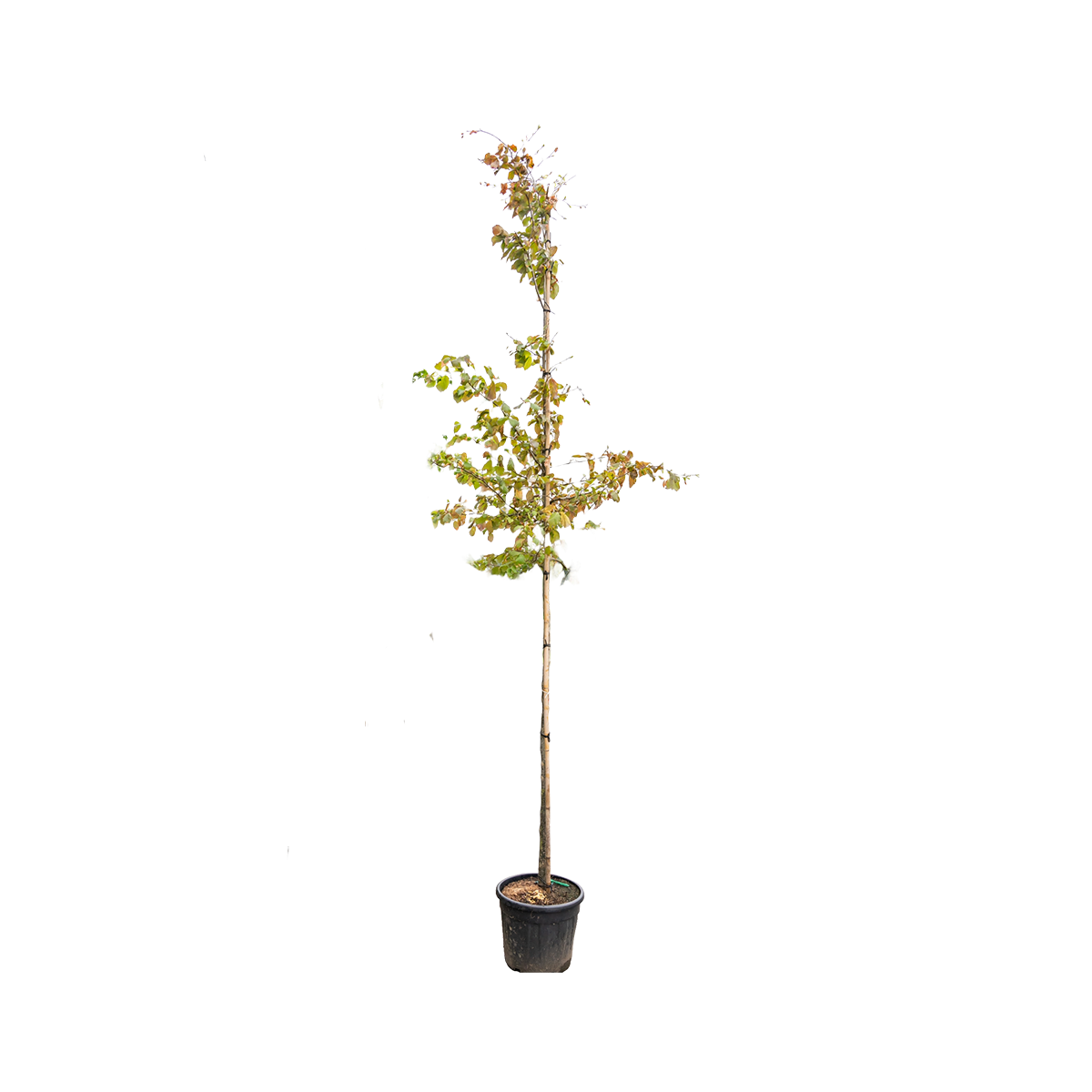 Perzisch IJzerhout | Parrotia persica