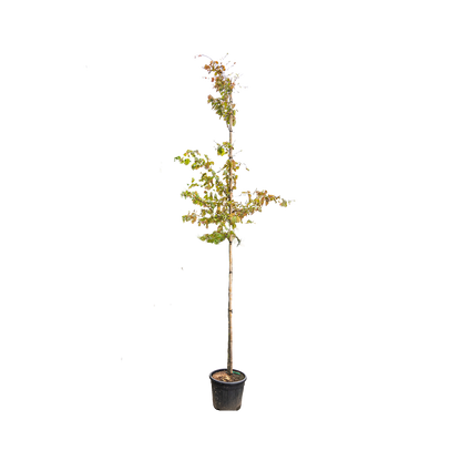 Perzisch IJzerhout | Parrotia persica