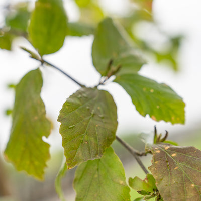 Perzisch IJzerhout | Parrotia persica