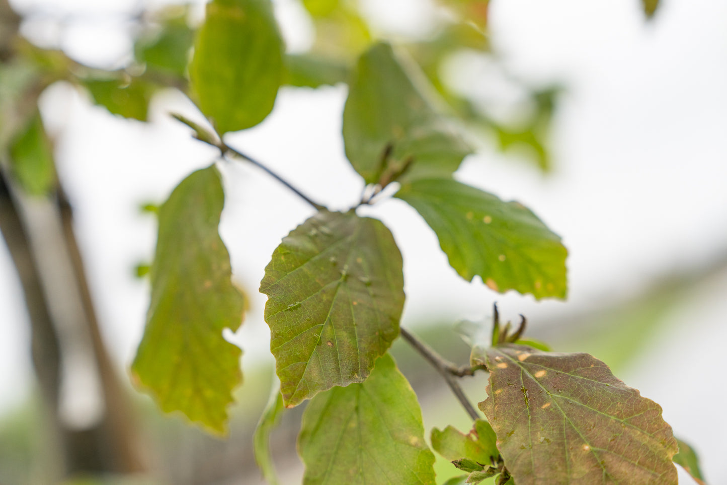 Perzisch IJzerhout | Parrotia persica