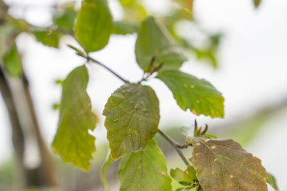 Perzisch IJzerhout | Parrotia persica