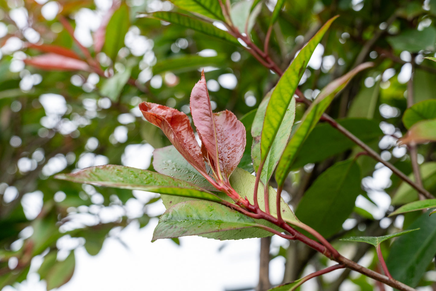 Glansmispel | Photinia fraseri 'Red Robin'