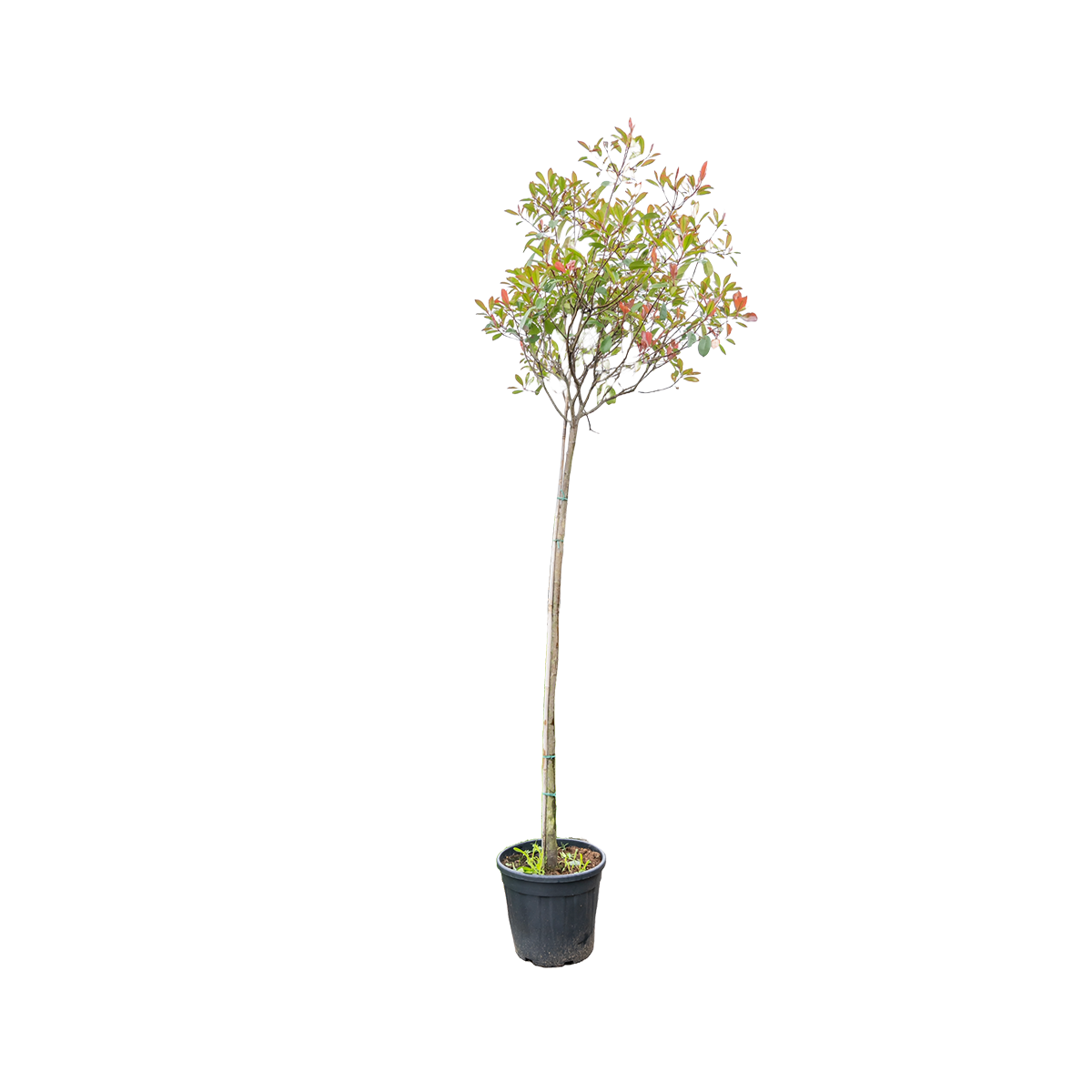 Glansmispel | Photinia fraseri 'Red Robin'