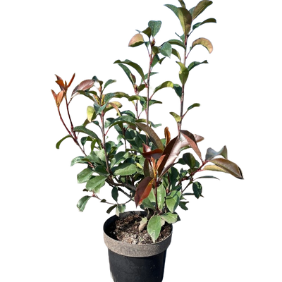 Photinia fraseri 'Red Robin' | Glansmispel