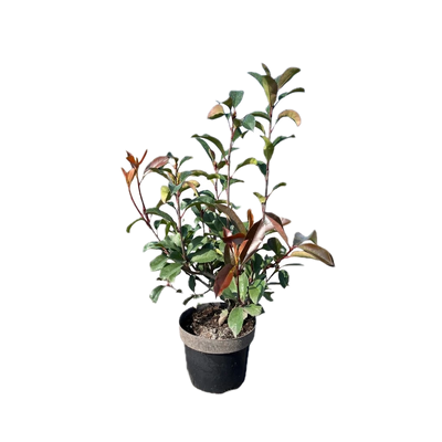 Photinia fraseri 'Red Robin' | Glansmispel