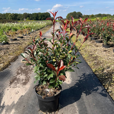 Photinia fraseri 'Carré Rouge' | Glansmispel