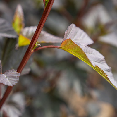 Blaasspirea | Physocarpus opulif. 'Diabolo'