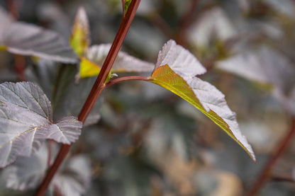 Blaasspirea | Physocarpus opulif. 'Diabolo'