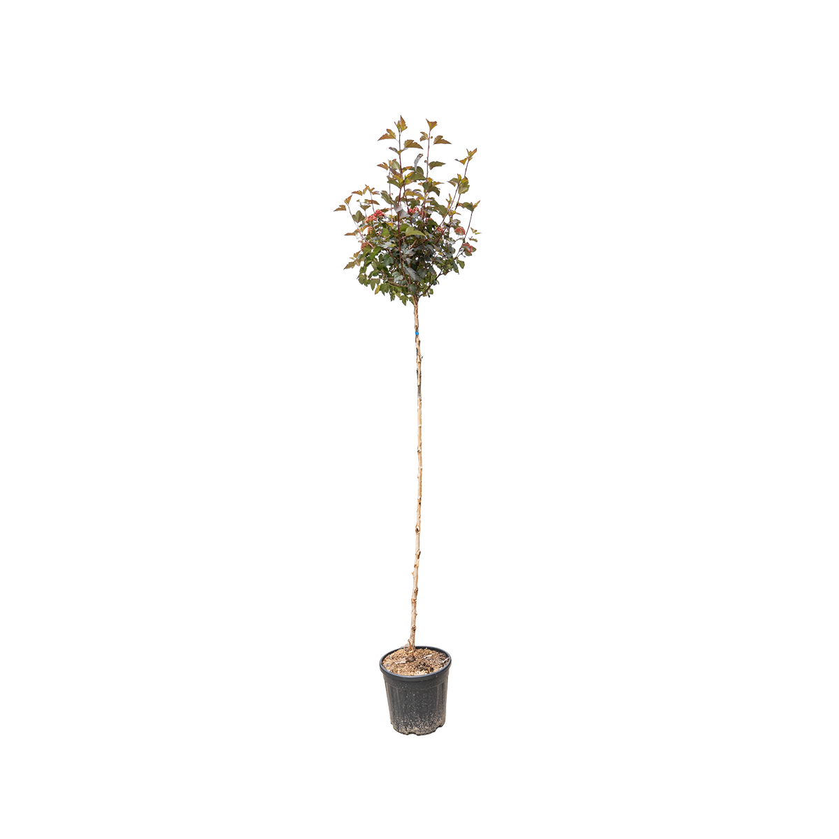 Blaasspirea | Physocarpus opulif. 'Diabolo'