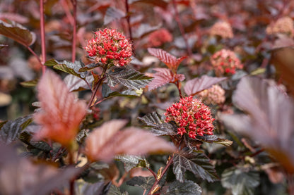 Blaasspirea | Physocarpus opulif. ´Lady in Red´