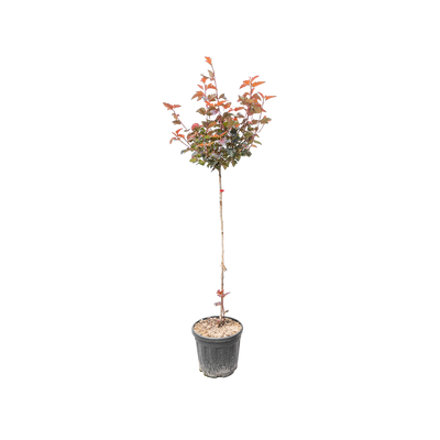 Blaasspirea | Physocarpus opulif. ´Lady in Red´
