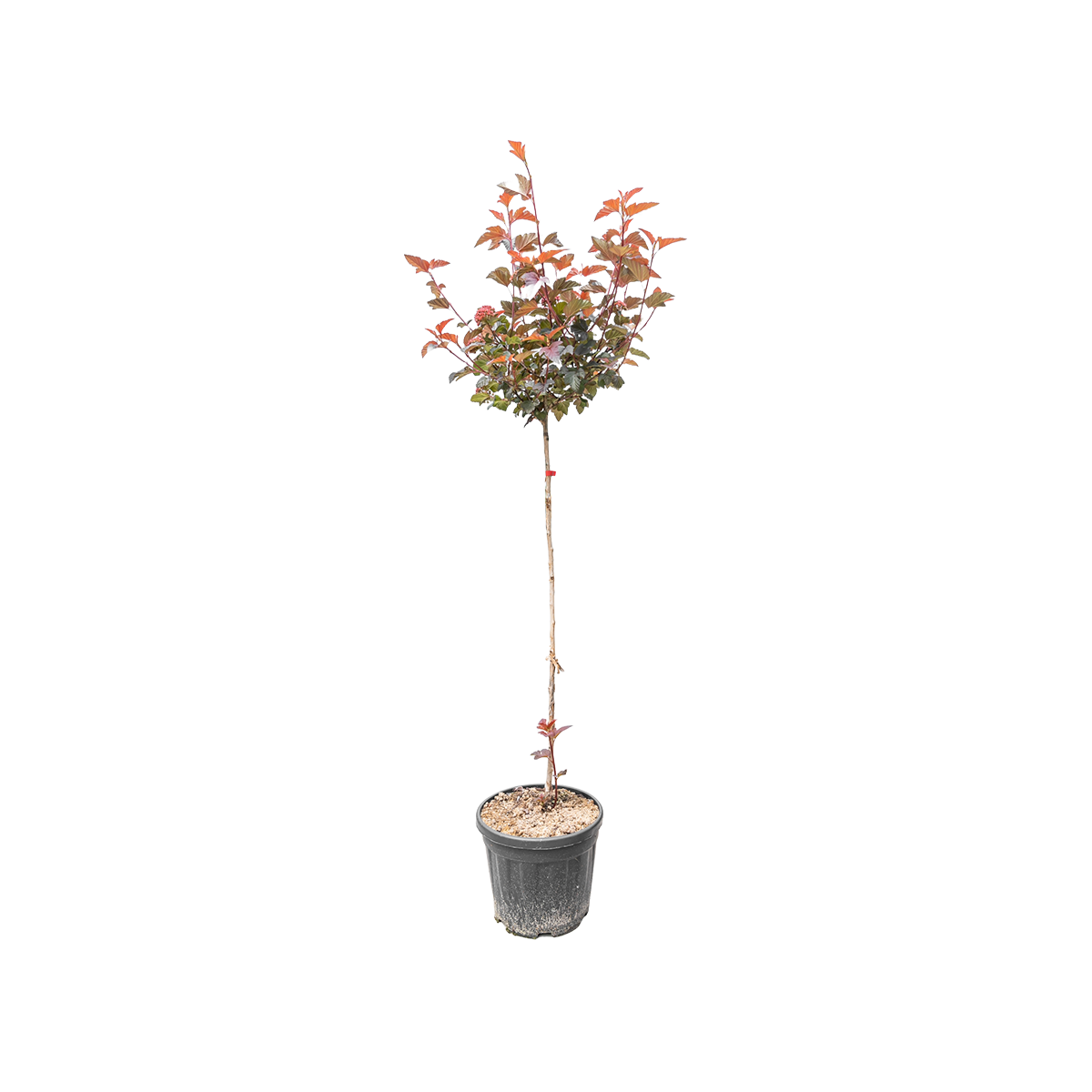 Blaasspirea | Physocarpus opulif. ´Lady in Red´