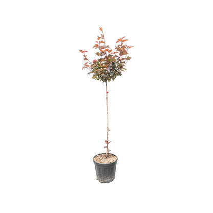 Blaasspirea | Physocarpus opulif. ´Lady in Red´