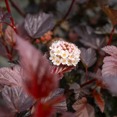 Blaasspirea | Physocarpus opulif. ´Lady in Red´