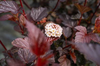 Blaasspirea | Physocarpus opulif. ´Lady in Red´