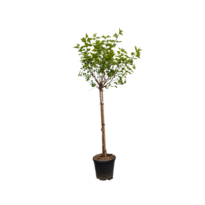 Blaasspirea | Physocarpus opulif. 'Luteus'