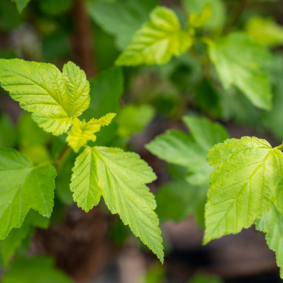 Blaasspirea | Physocarpus opulif. 'Luteus'
