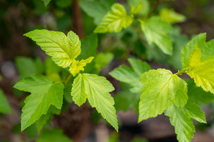 Blaasspirea | Physocarpus opulif. 'Luteus'