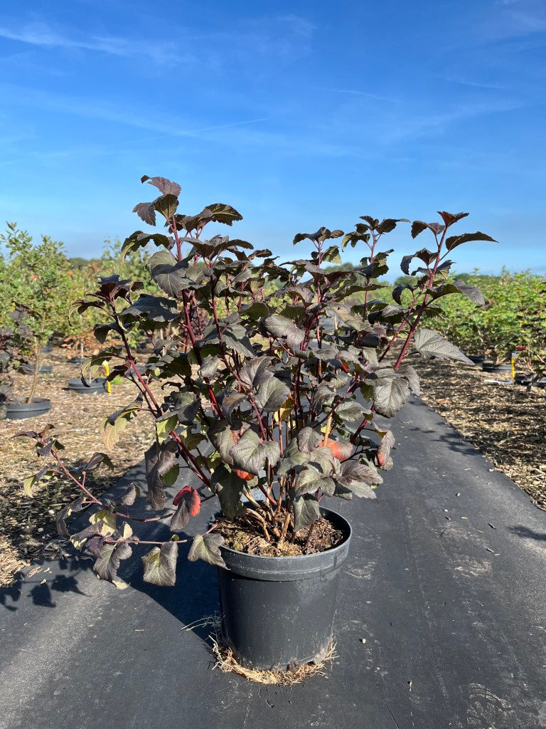 Blaasspirea | Physocarpus opulifolius 'Diable d'Or'