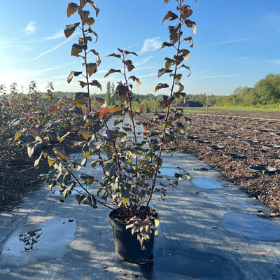 Blaasspirea | Physocarpus opulifolius 'Diabolo'