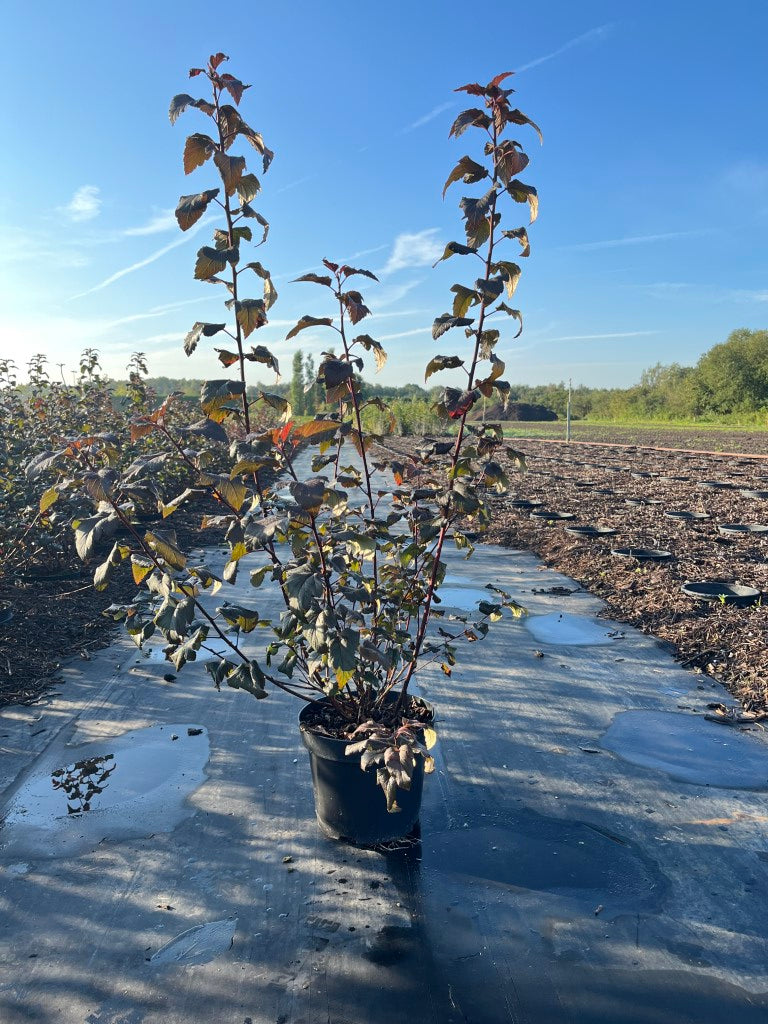 Blaasspirea | Physocarpus opulifolius 'Diabolo'