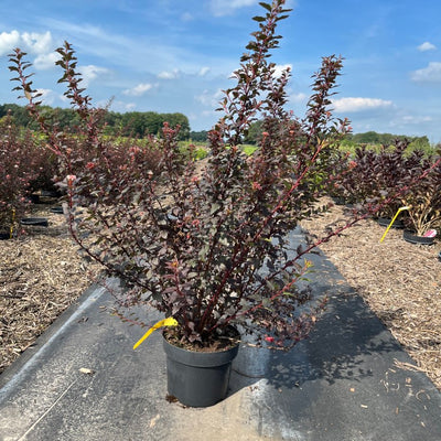 Blaasspirea | Physocarpus opulifolius 'Little Joker'