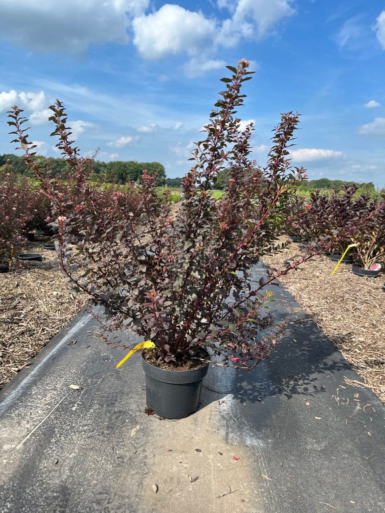 Blaasspirea | Physocarpus opulifolius 'Little Joker'