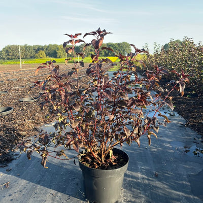 Blaasspirea | Physocarpus opulifolius 'Red Baron'