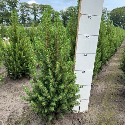 Dwergspar | Picea glauca 'December'