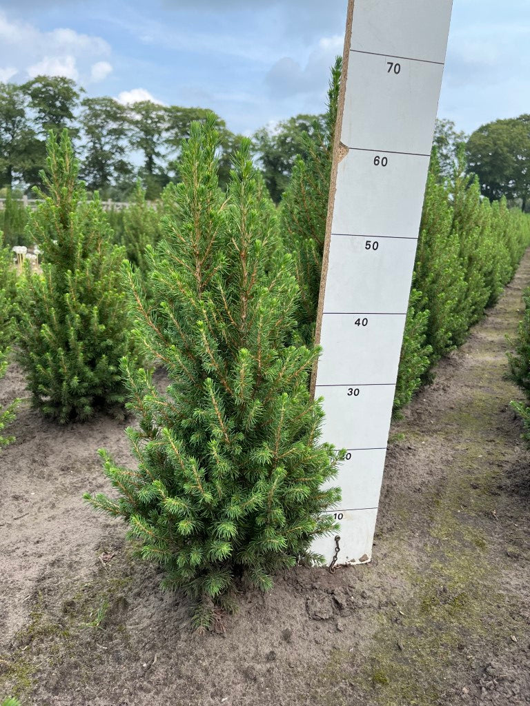 Dwergspar | Picea glauca 'December'