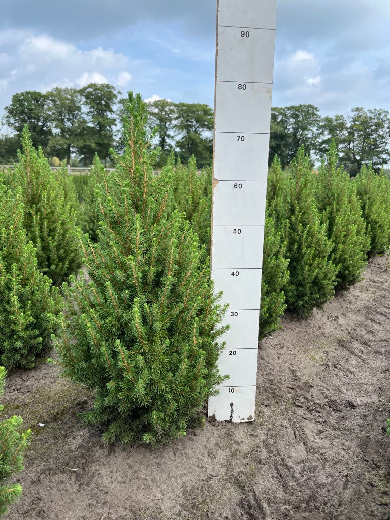 Dwergspar | Picea glauca 'December'