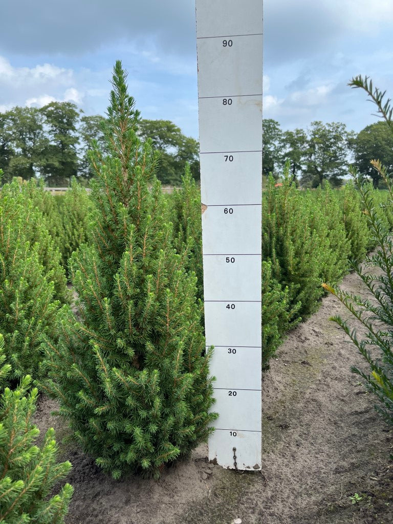 Dwergspar | Picea glauca 'December'