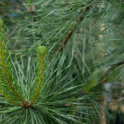 Pinus sylvestris