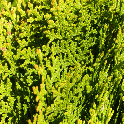 Levensboom | Platycladus orientalis 'Aurea Nana'