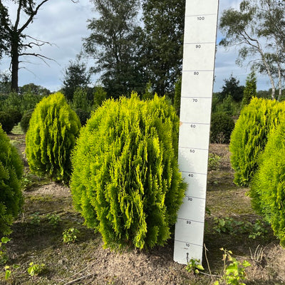 Levensboom | Platycladus orientalis 'Aurea Nana'