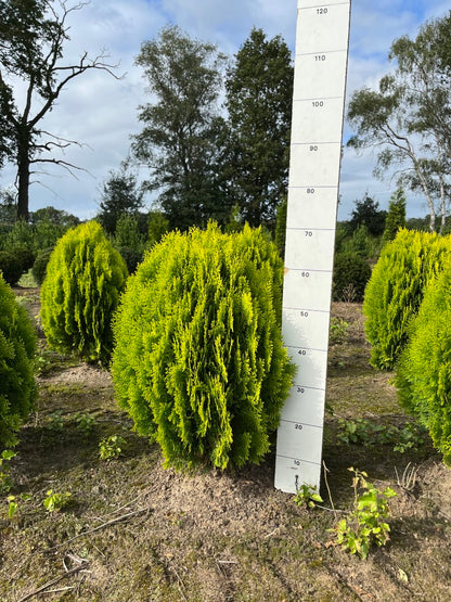 Levensboom | Platycladus orientalis 'Aurea Nana'