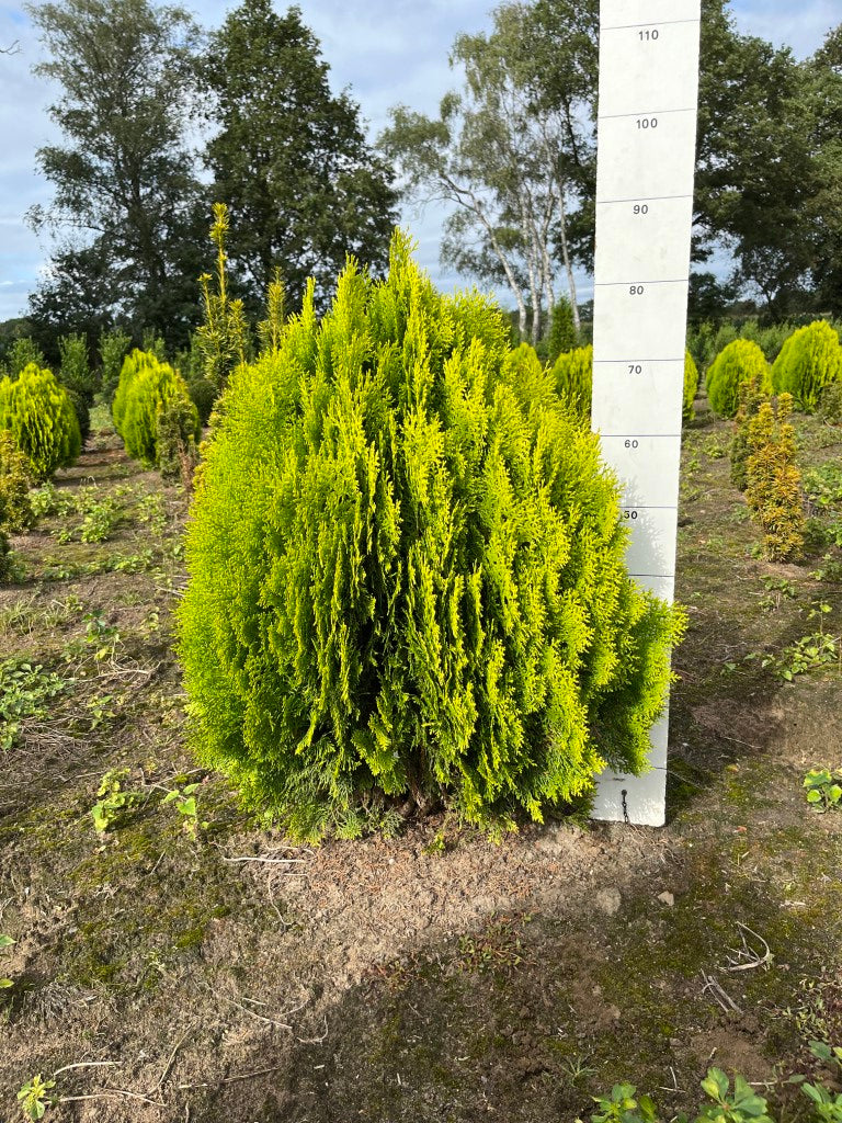 Levensboom | Platycladus orientalis 'Aurea Nana'