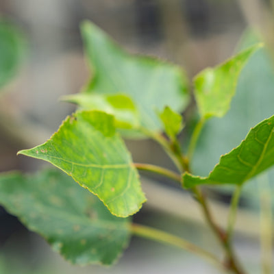 Populus nigra 'Italica'